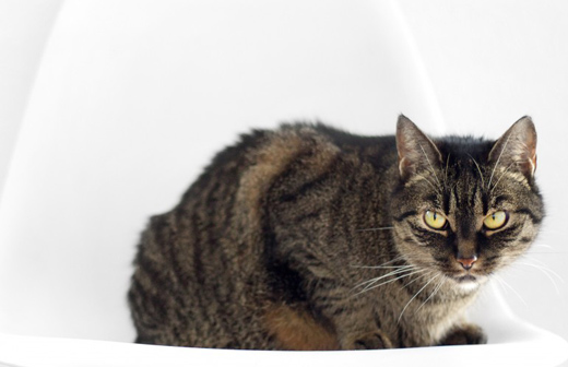 Comment éviter les troubles urinaires et l'insuffisance rénale chez les chats ? Comment éviter les troubles urinaires et l'insuffisance rénale chez les chats ?
